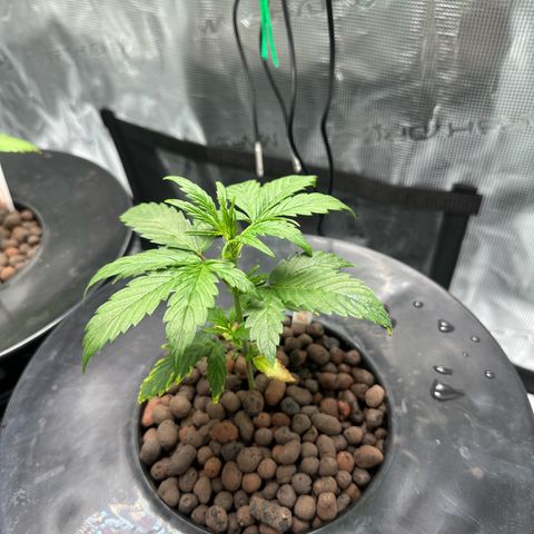 Green Crack Auto growlog timeline photo