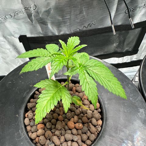 Purple Haze  growlog timeline photo