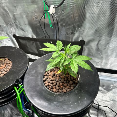Green Crack Auto growlog photo: First pistils showing