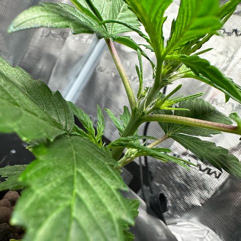Green Crack Auto growlog photo: First pistils showing