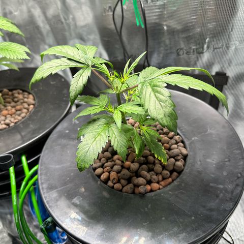 Green Crack Auto growlog timeline photo