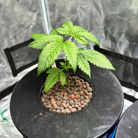 Purple Haze  growlog timeline photo