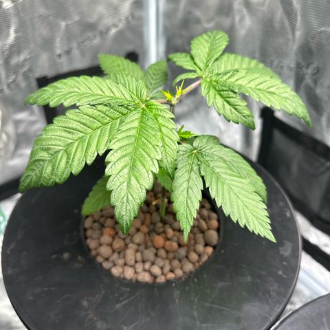Purple Haze  growlog timeline photo