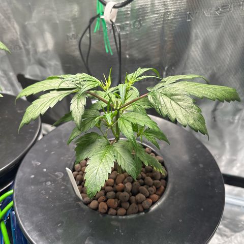 Green Crack Auto growlog timeline photo