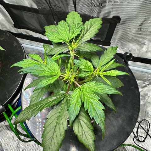 Green Crack Auto growlog timeline photo