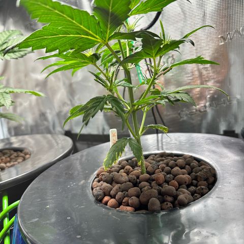 Green Crack Auto growlog timeline photo