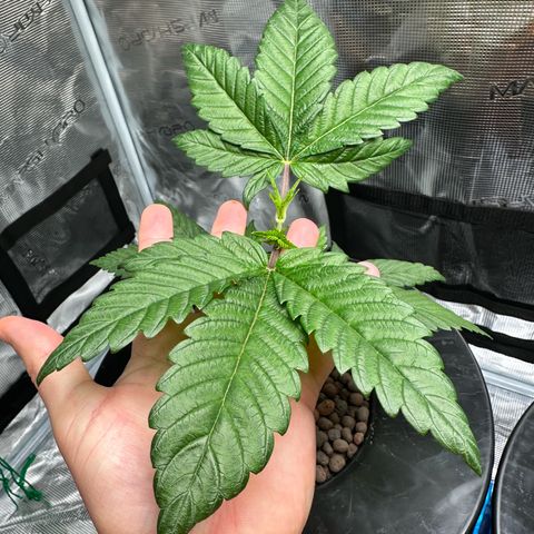 Purple Haze  growlog timeline photo