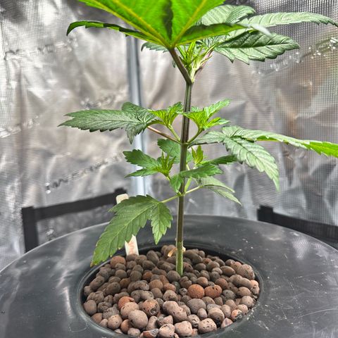 Purple Haze  growlog timeline photo