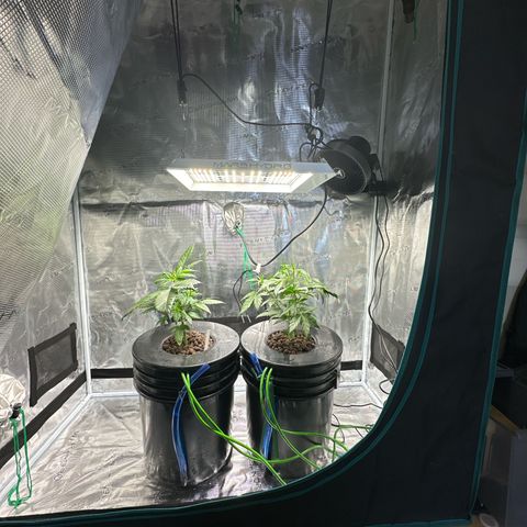 Purple Haze  growlog timeline photo