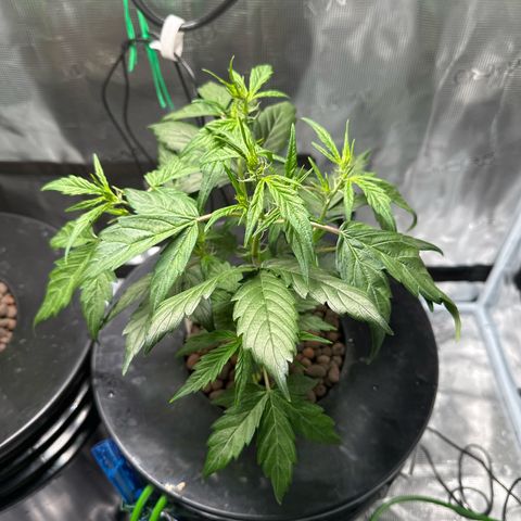 Green Crack Auto growlog timeline photo