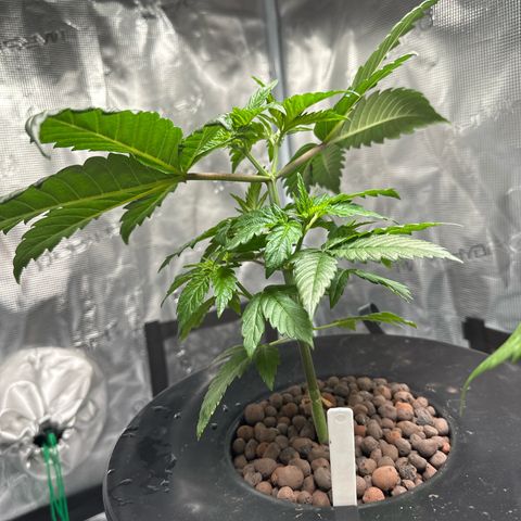 Purple Haze  growlog timeline photo
