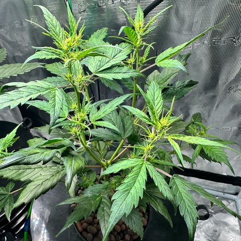 Green Crack Auto growlog timeline photo