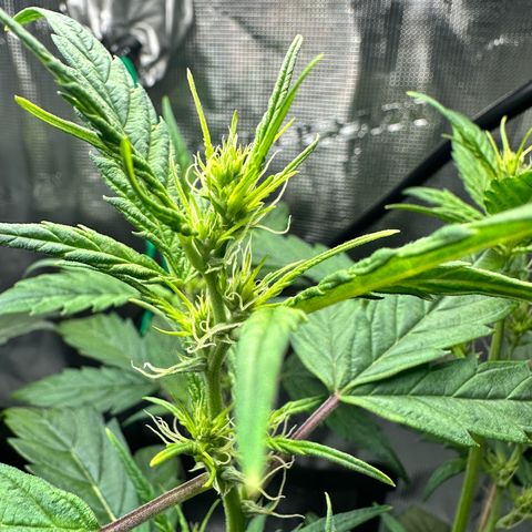 Green Crack Auto growlog timeline photo