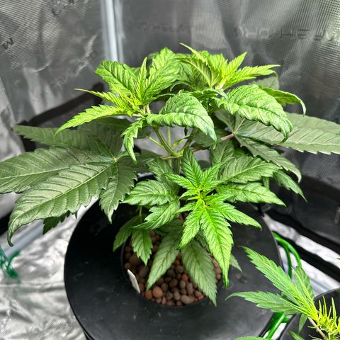 Purple Haze  growlog timeline photo