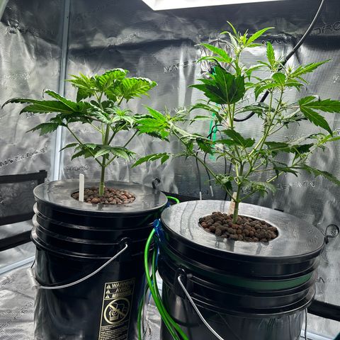 Purple Haze  growlog timeline photo