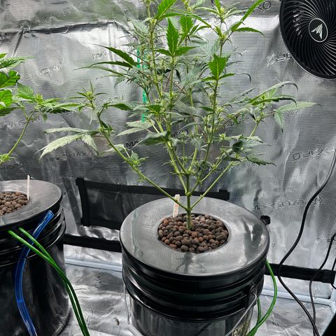 Green Crack Auto growlog timeline photo
