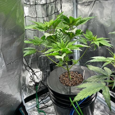 Purple Haze  growlog timeline photo