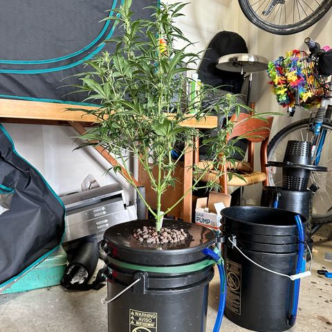 Green Crack Auto growlog timeline photo
