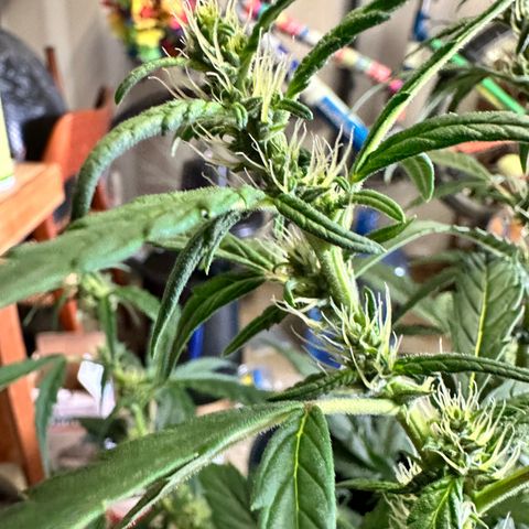 Green Crack Auto growlog timeline photo