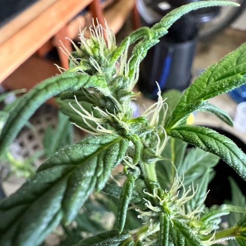 Green Crack Auto growlog timeline photo