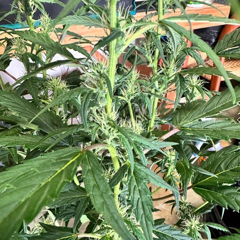 Green Crack Auto growlog timeline photo