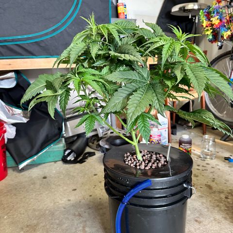 Purple Haze  growlog timeline photo