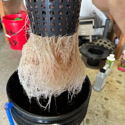 Purple Haze  growlog timeline photo