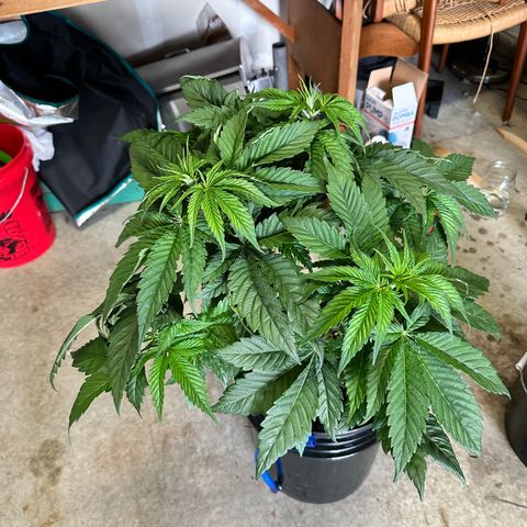 Purple Haze  growlog timeline photo
