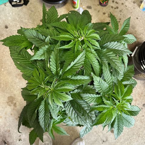 Purple Haze  growlog timeline photo
