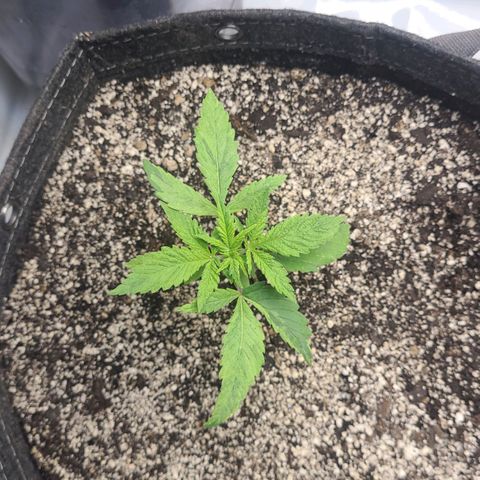 Kush Mintz #1 growlog timeline photo
