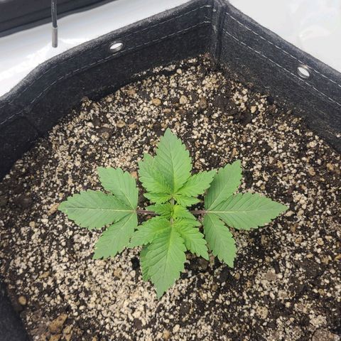 Kush Mintz #1 growlog timeline photo