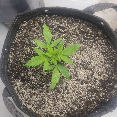 Kush Mintz #1 growlog timeline photo