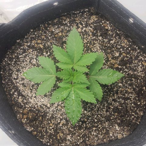 Kush Mintz #1 growlog timeline photo