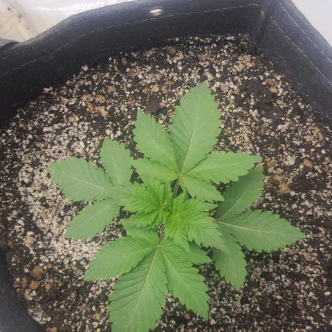 Kush Mintz #1 growlog timeline photo