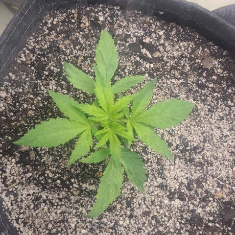 Kush Mintz #1 growlog timeline photo