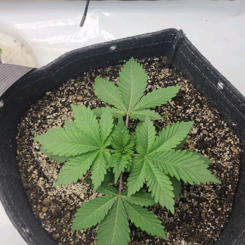 Kush Mintz #1 growlog timeline photo
