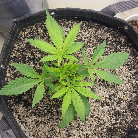 Kush Mintz #1 growlog timeline photo
