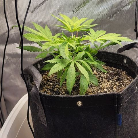 Kush Mintz #1 growlog timeline photo