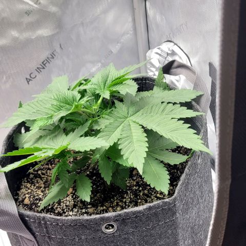 Kush Mintz #1 growlog timeline photo