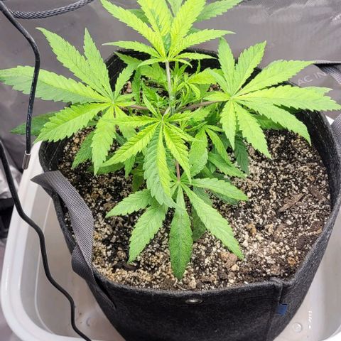 Kush Mintz #1 growlog timeline photo