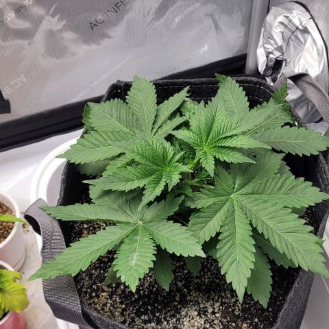 Kush Mintz #1 growlog timeline photo