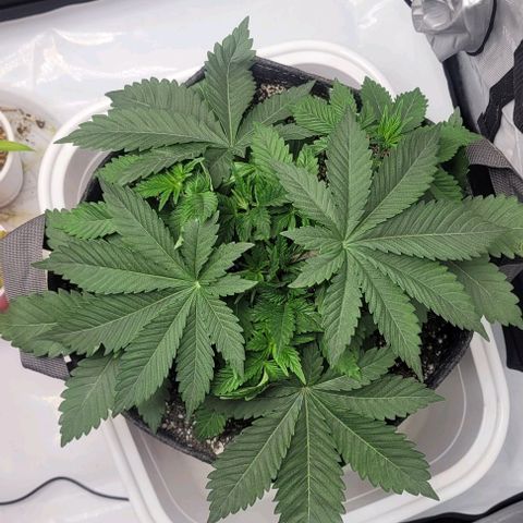 Kush Mintz #1 growlog timeline photo