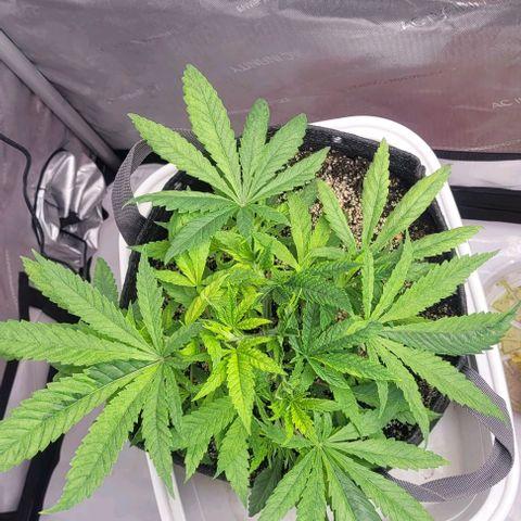 Kush Mintz #1 growlog timeline photo