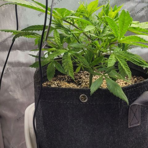 Kush Mintz #1 growlog timeline photo