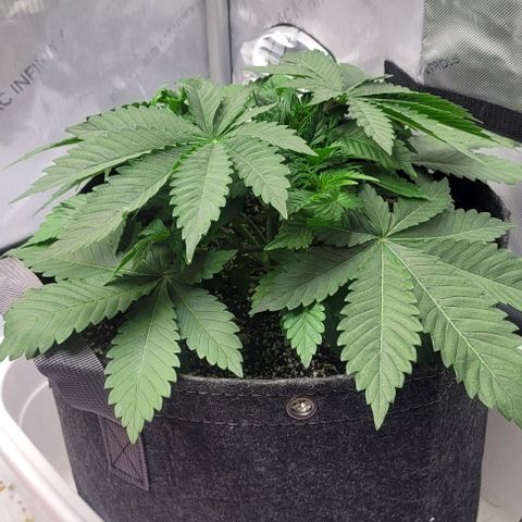 Kush Mintz #1 growlog timeline photo