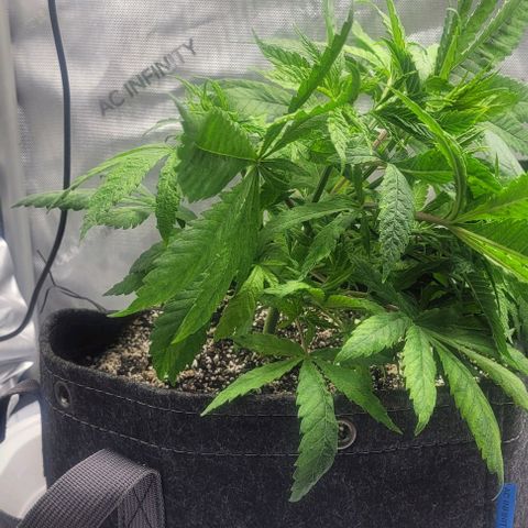 Kush Mintz #1 growlog timeline photo