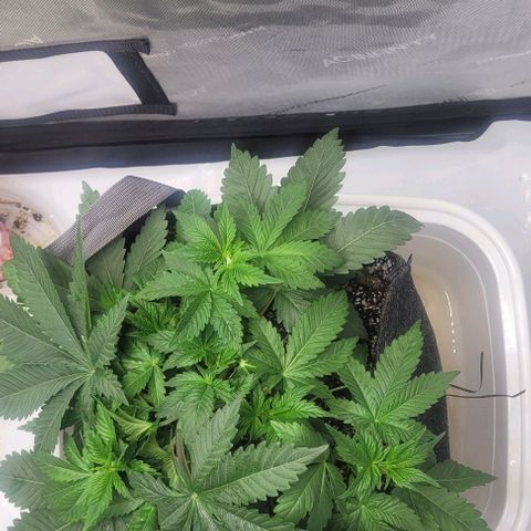 Kush Mintz #1 growlog timeline photo