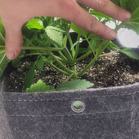 Kush Mintz #1 growlog timeline photo