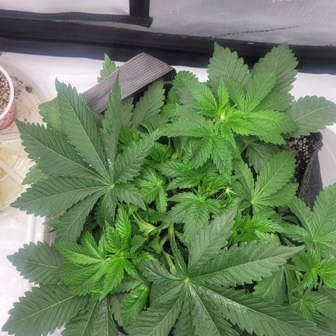 Kush Mintz #1 growlog timeline photo