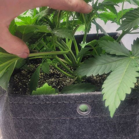 Kush Mintz #1 growlog timeline photo